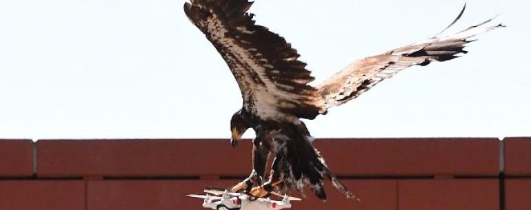 Голландская полиция закрывает программу орлов-охотников за дронами