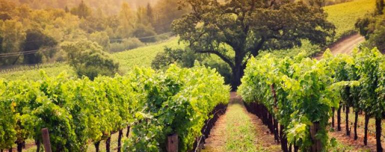 Ирригационные роботы могут помочь выращивать виноград в Калифорнии
