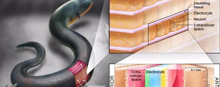 Электрические угри могут быть ключом для питания имплантируемых устройств