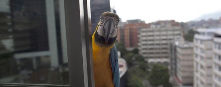 Вот так выглядят голуби в Венесуэле