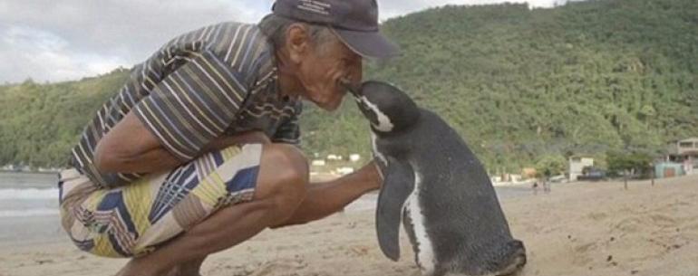 Пингвин проплывает 8,000 км каждый год, чтобы увидеть человека, который спас ему жизнь 