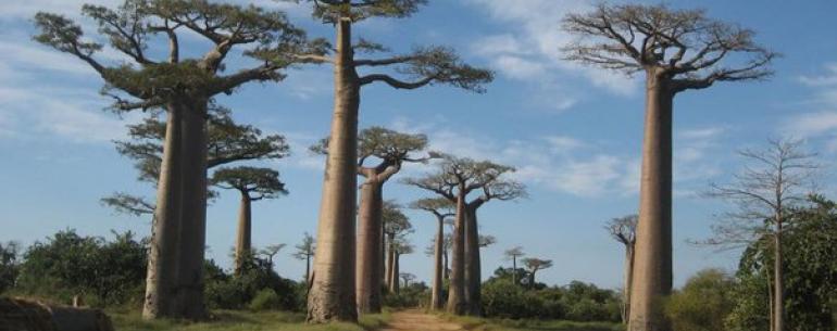 Мадагаскар — райский остров, примостившийся к боку Африки. 