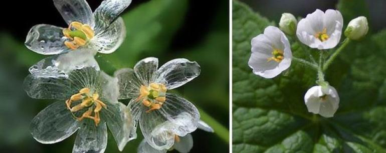 Удивительный цветок, который становится прозрачным во время дождя 