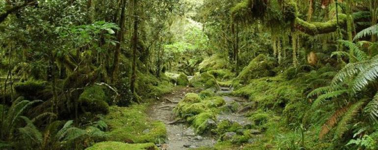 Новая Зеландия – красивейшая и загадочная страна, основное богатство которой – уникальная природа, заботливо охраняемая новозеландцами. 