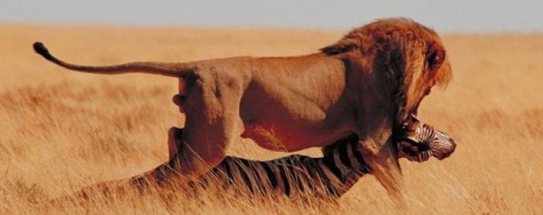 Каждое утро в Африке просыпается газель. Она должна бежать быстрее льва, иначе погибнет. Каждое утро в Африке просыпается и лев. Он должен бежать быстрее газели, иначе умрет от голода. Не важно кто ты — газель или лев. Когда встает солнце, надо бежать. 