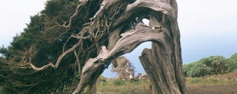 Дерево, выросшее в зоне сильных ветров 