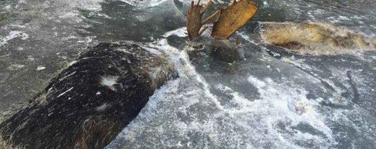 Лоси, выясняя отношения, сцепились рогами, упали в воду, не сумев освободится утонули. Потом пришла зима. Место действия — Аляска.