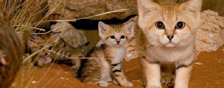 Барханные кошки: красивые, грациозные и вечно молодые