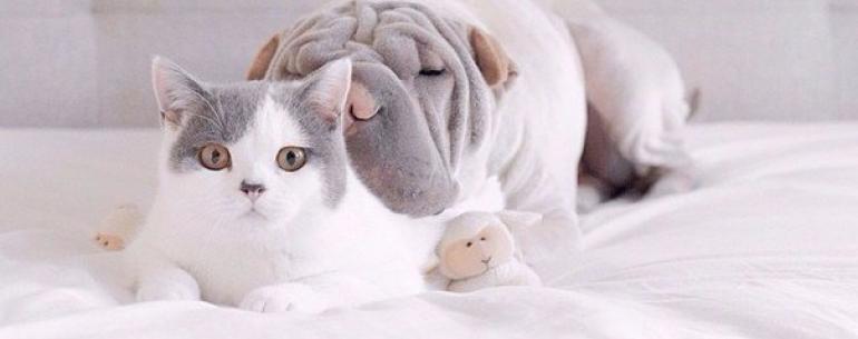 Самый фотогеничный шарпей в мире и его друг котик