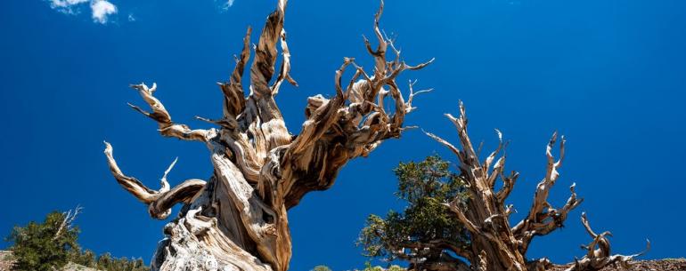 Какое дерево является самым старым на нашей планете?