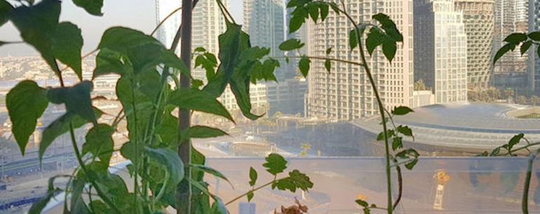 В Дубае появилась первая вертикальная ферма