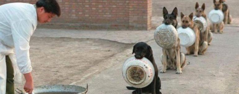 Полицейские собаки в Китае в очереди за обедом 