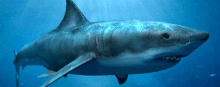 Акулы кусают подводные кабели Google