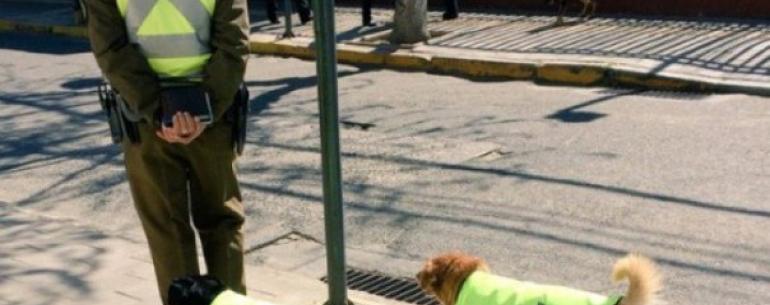В Чили бездомных собак устраивают на работу и дают им жилье