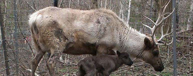 Лоси, олени, косули и лани, особенности содержания и кормления в неволе